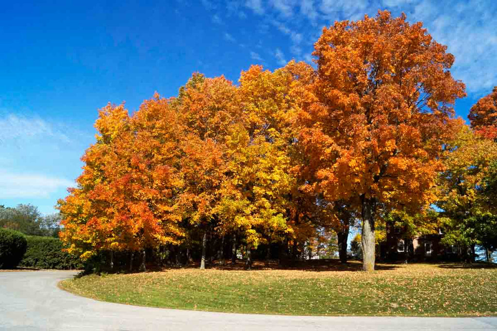 Fall Activities and Foliage in Vermont image